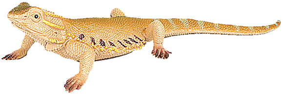 Lagarto Phrynocephalus de arena