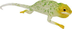 Leguan