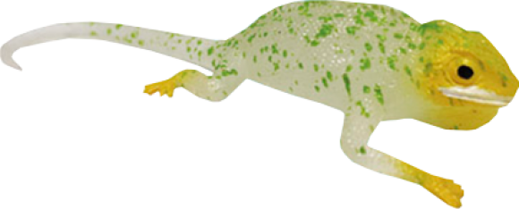 Leguan