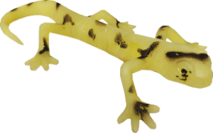 Salamandra tigre