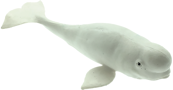 Beluga