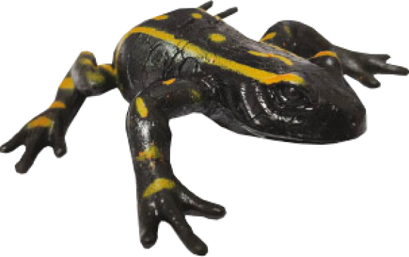 Phyllobates lugubris