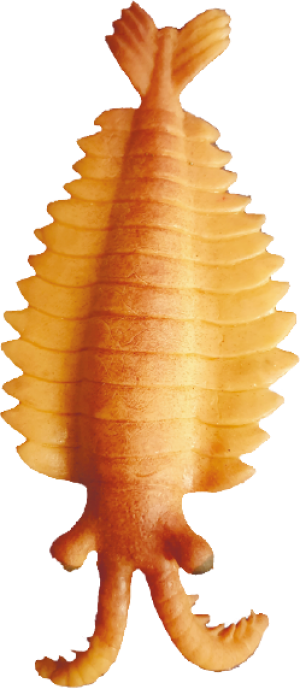 Anomalocaris