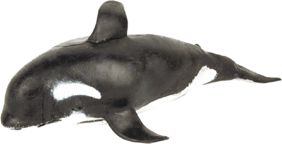 Orca