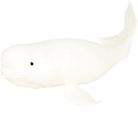 Beluga